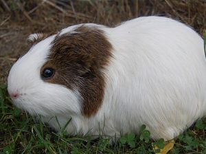 Морська свинка